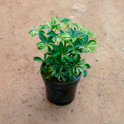 Buy Schefflera Green Dwarf in 4 Inch Nursery Pot Online | Urvann.com