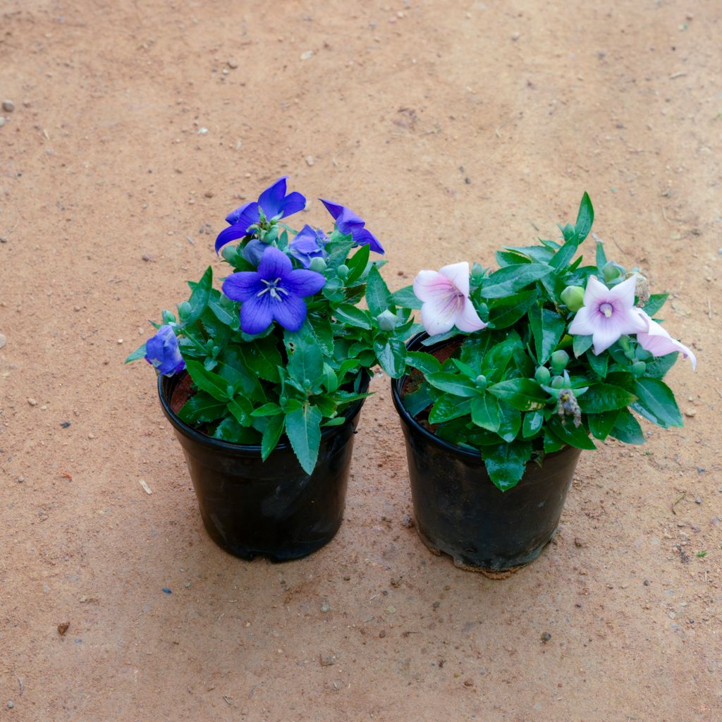 Set Of 2 - Cosmos (Any Colour) in 5 Inch Nursery Pot