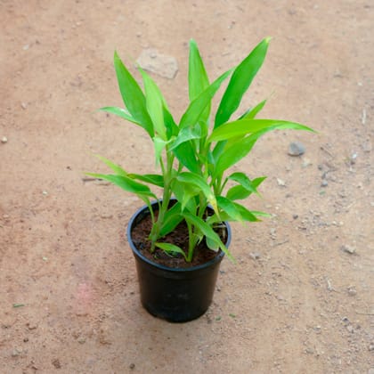 Buy Lucky Bamboo Golden in 4 Inch Nursery Pot Online | Urvann.com