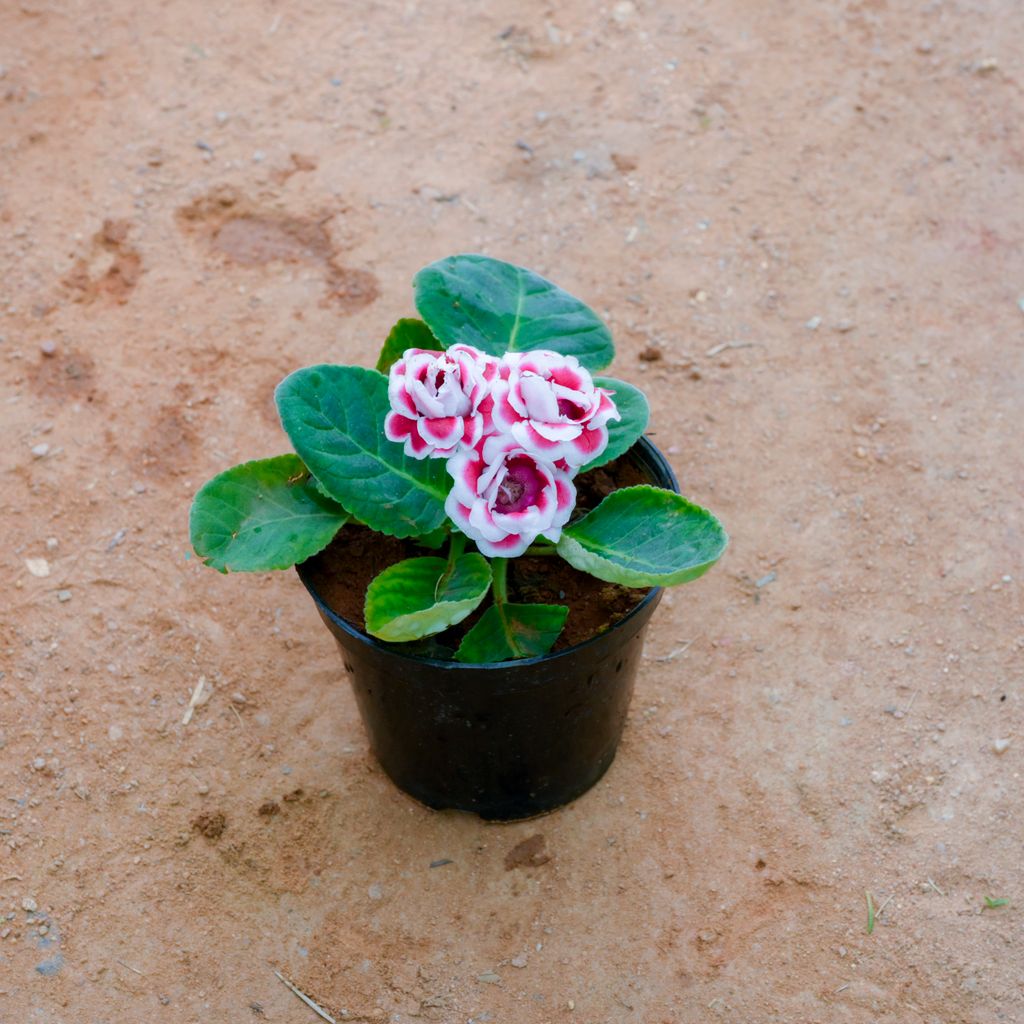 Geranium Dwarf (Any Colour) in 5 Inch Nursery Pot