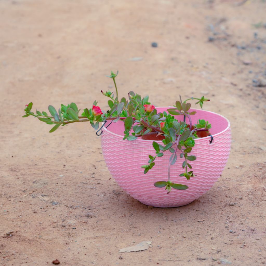 Portulaca Moss Rose (Any Colour) in 4 Inch Pink Hanging Basket