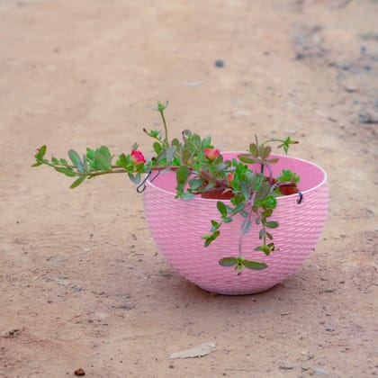 Buy Portulaca Moss Rose (Any Colour) in 4 Inch Pink Hanging Basket Online | Urvann.com