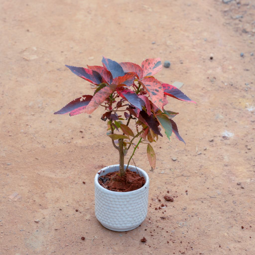 Acalypha Red in 4 Inch White Designer Cylindrical Ceramic Pot (Any Design)