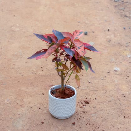 Buy Acalypha Red in 4 Inch White Designer Cylindrical Ceramic Pot (Any Design) Online | Urvann.com