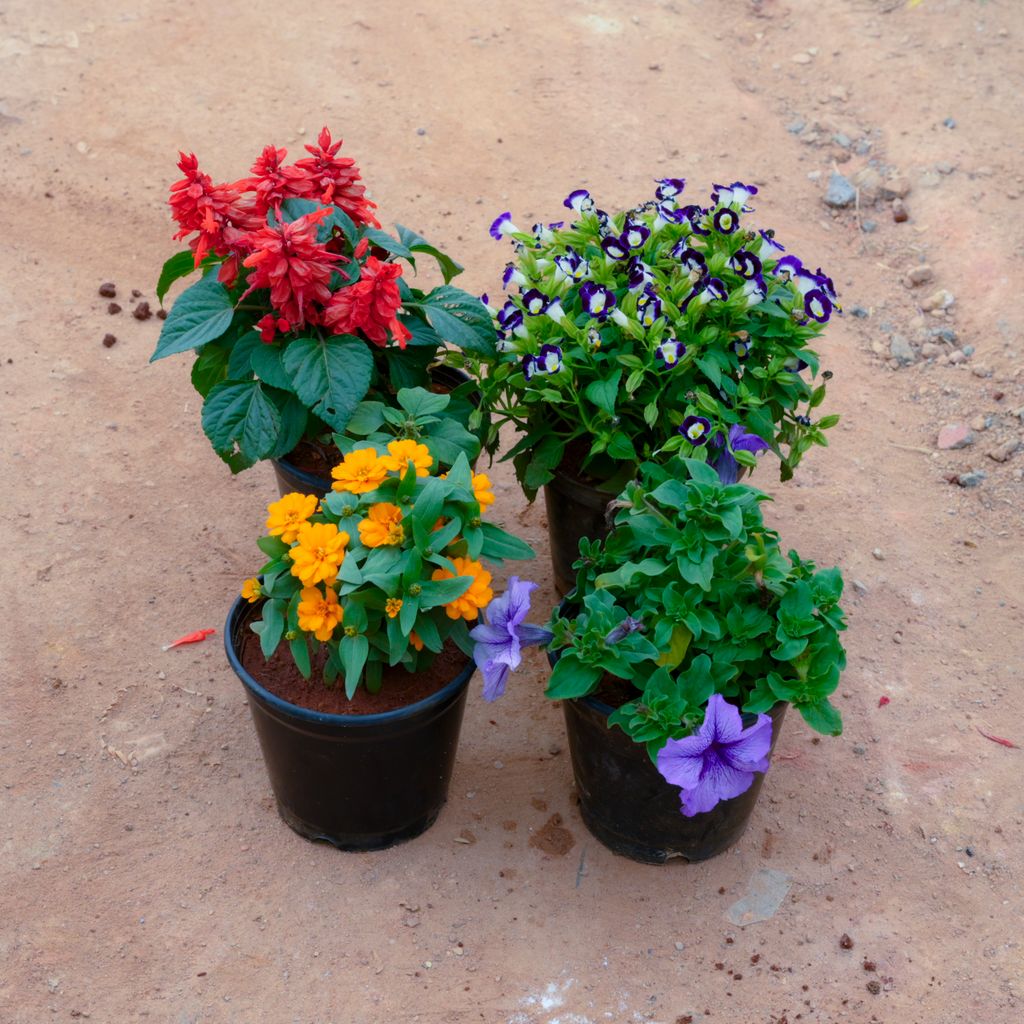 Set Of 4 - Zinnia, Torenia, Salvia & Platycodon Grandiflorus (Any Colour) in 6 Inch Nursery Pot