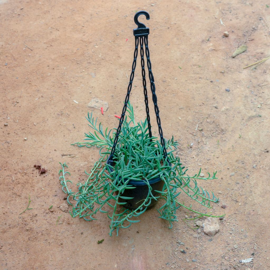 Senecio Radicans / String Of Banana in 6 Inch Black Hanging Basket