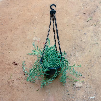 Buy Senecio Radicans / String Of Banana in 6 Inch Black Hanging Basket Online | Urvann.com