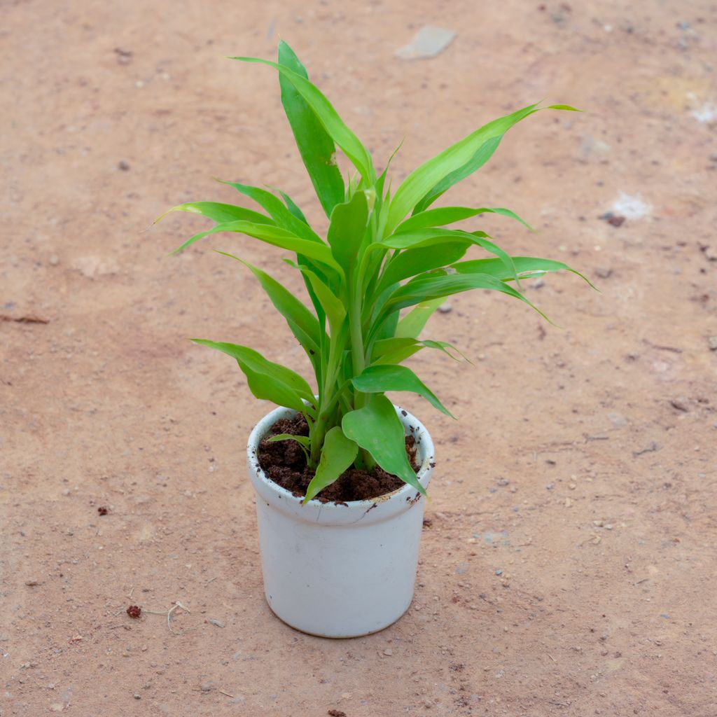 Lucky Bamboo Golden in 4 Inch White Cylindrical Ceramic Pot