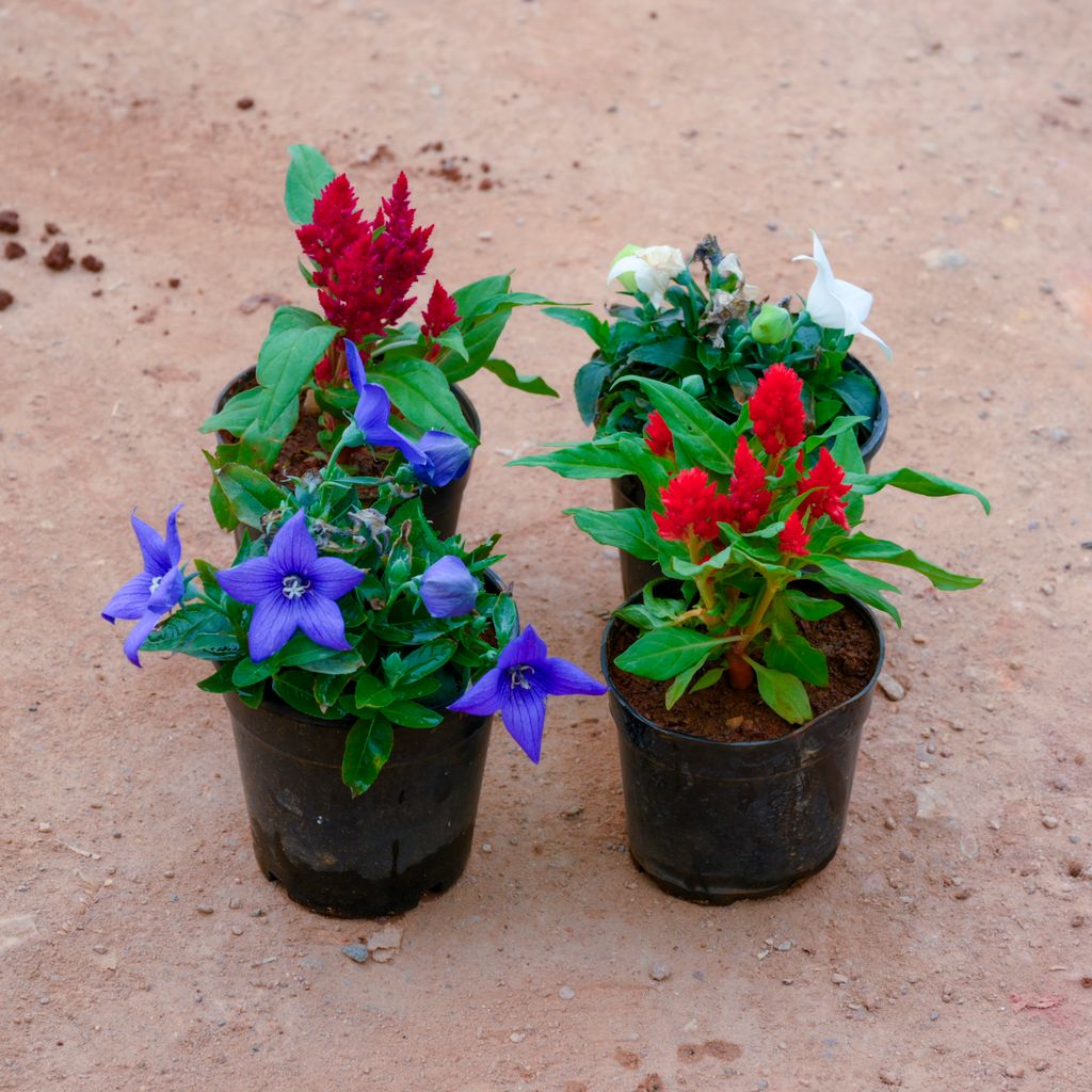 Set Of 4 - Celosia & Platycodon Grandiflorus ( 2 Each) (Any Colour) in 4 Inch Nursery Pot