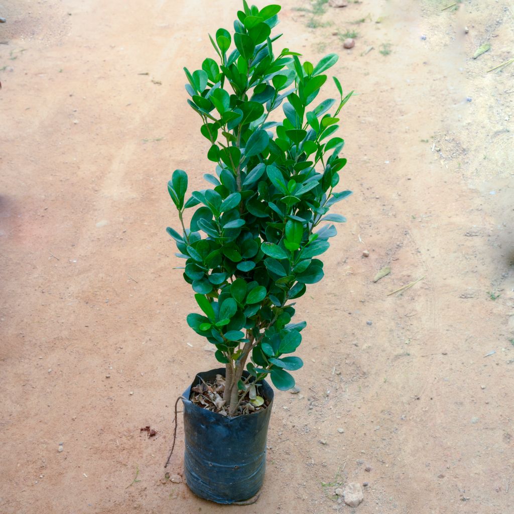 Ficus Green in 12 Inch Nursery bag