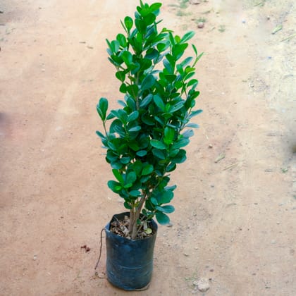 Buy Ficus Green in 12 Inch Nursery bag Online | Urvann.com