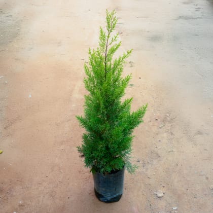 Buy Golden Cypress in 12 Inch Nursery bag Online | Urvann.com