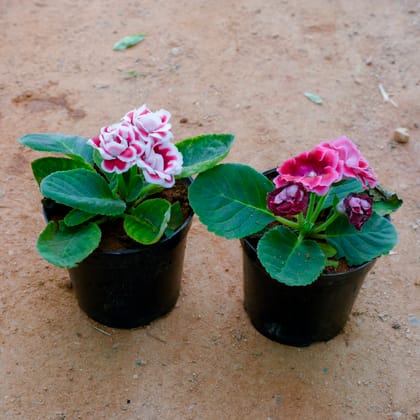 Buy Set Of 2 - Geranium Dwarf (Any Colour) in 5 Inch Nursery Pot Online | Urvann.com