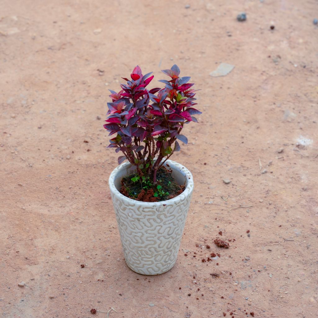 Alternanthera Red in 4 Inch White Balti Designer Ceramic Pot (Any Design)