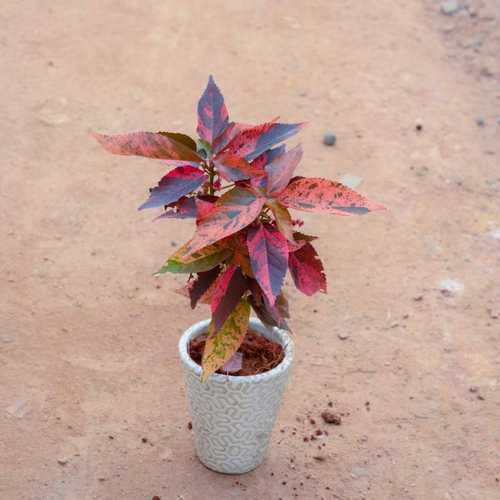 Acalypha Red in 4 Inch White Balti Designer Ceramic Pot (Any Design)