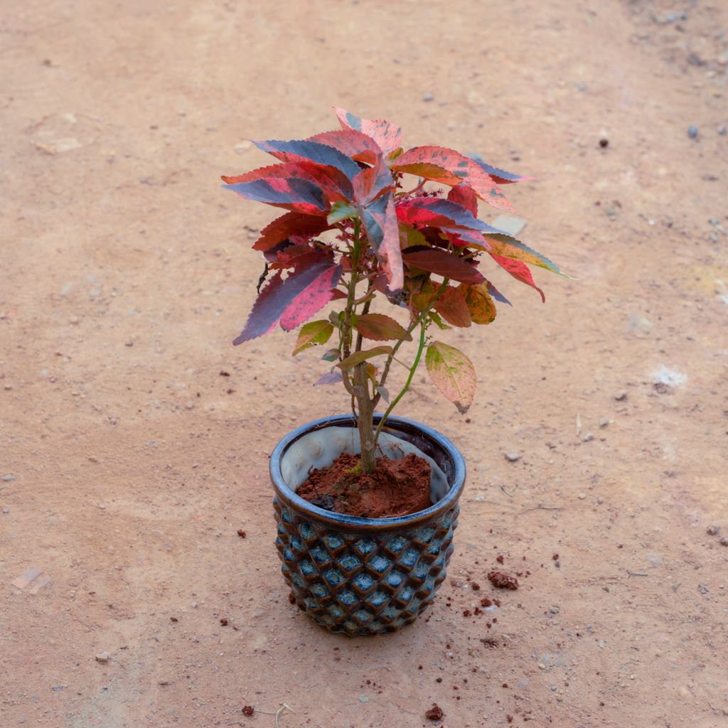 Acalypha Red in 4 Inch Pineapple Designer Ceramic Pot (Any Colour)