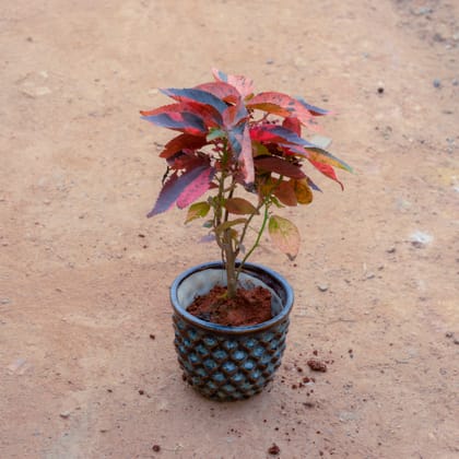 Buy Acalypha Red in 4 Inch Pineapple Designer Ceramic Pot (Any Colour) Online | Urvann.com