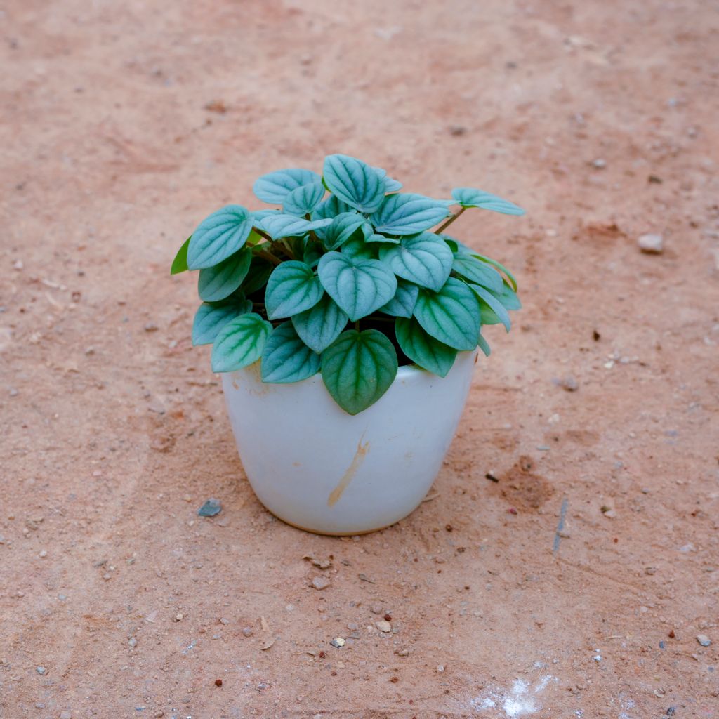 Peperomia Argyreia in 3 Inch White Cup Ceramic Pot