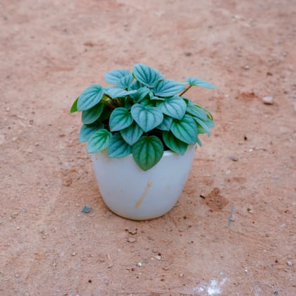 Buy Peperomia Argyreia in 3 Inch White Cup Ceramic Pot Online | Urvann.com