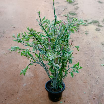 Buy Zz White in 10 Inch Nursery Pot Online | Urvann.com