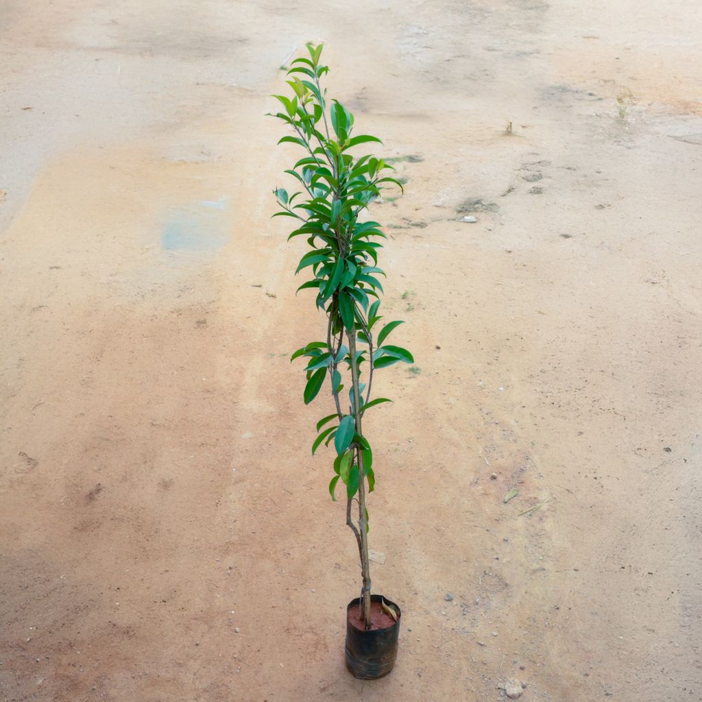 Chiku / Sapodilla in 8 Inch Nursery bag