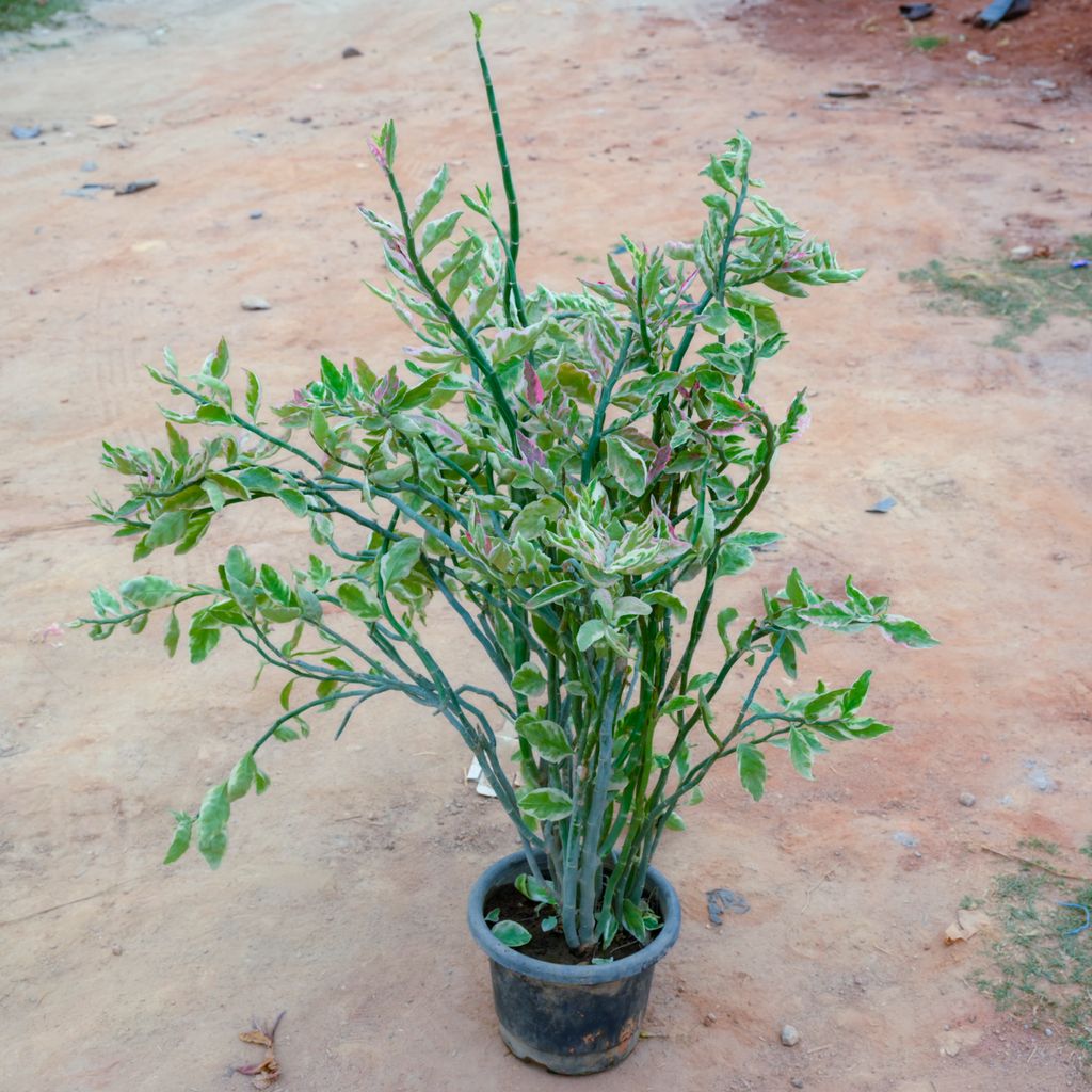 Zz White in 10 Inch Nursery Pot