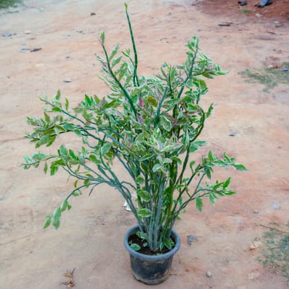 Buy Zz White in 10 Inch Nursery Pot Online | Urvann.com