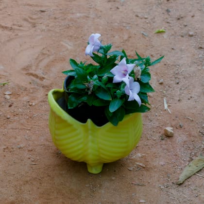 Buy Cosmos (Any Colour) in 5 Inch Yellow Leg Designer Ceramic Pot (Any Design) Online | Urvann.com