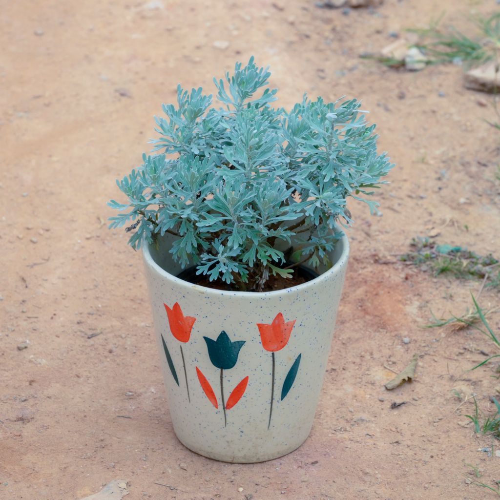 Lavender in 7 Inch White Balti Designer Ceramic Pot (Any Design)