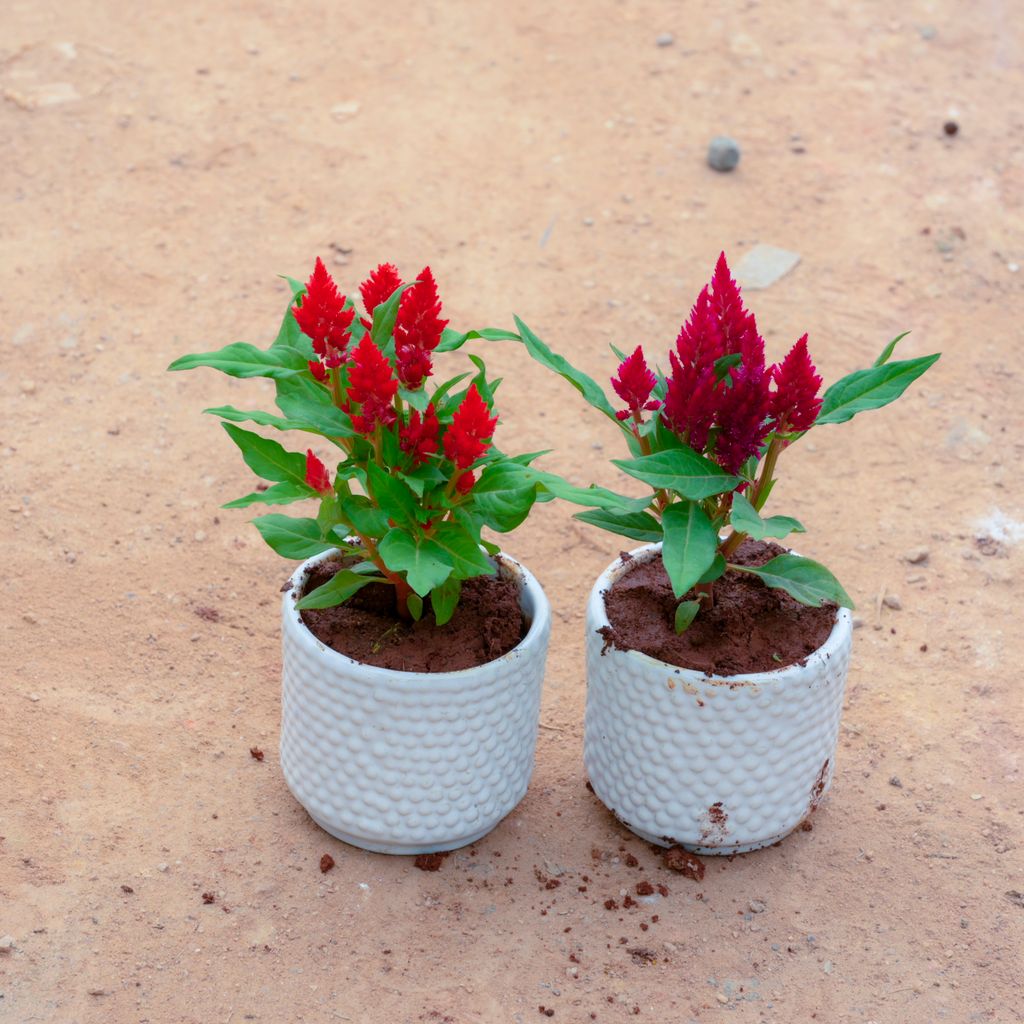 Set Of 2 - Celosia / Cockscomb (Any Colour) in 4 Inch White Designer Cylindrical Ceramic Pot (Any Design)