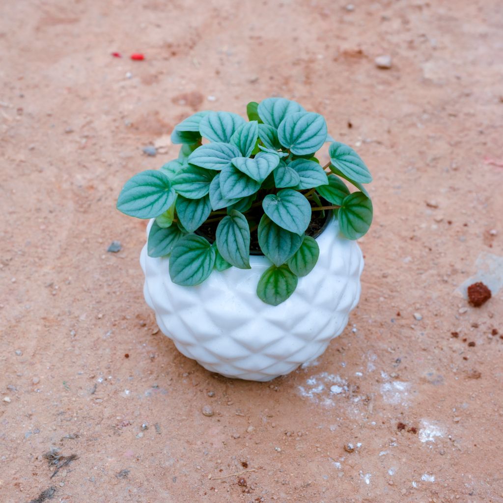 Peperomia Argyreia in 4 Inch White Diamond Bowl Ceramic Pot