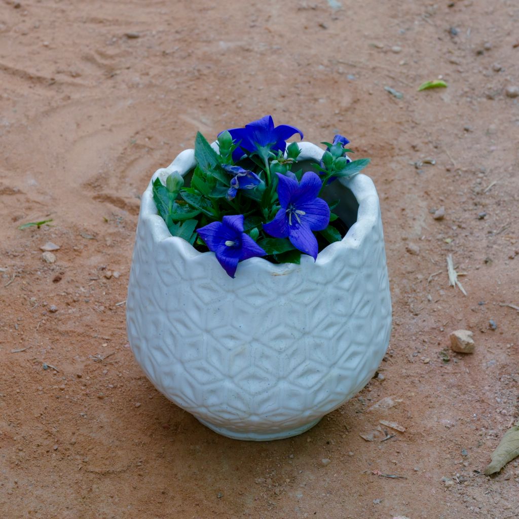 Cosmos (Any Colour) in 6 Inch White Flower Designer Ceramic Pot (Any Design)