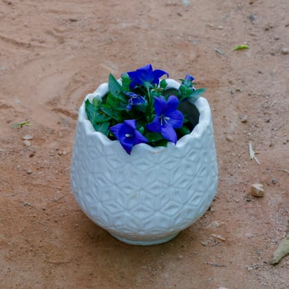 Buy Cosmos (Any Colour) in 6 Inch White Flower Designer Ceramic Pot (Any Design) Online | Urvann.com