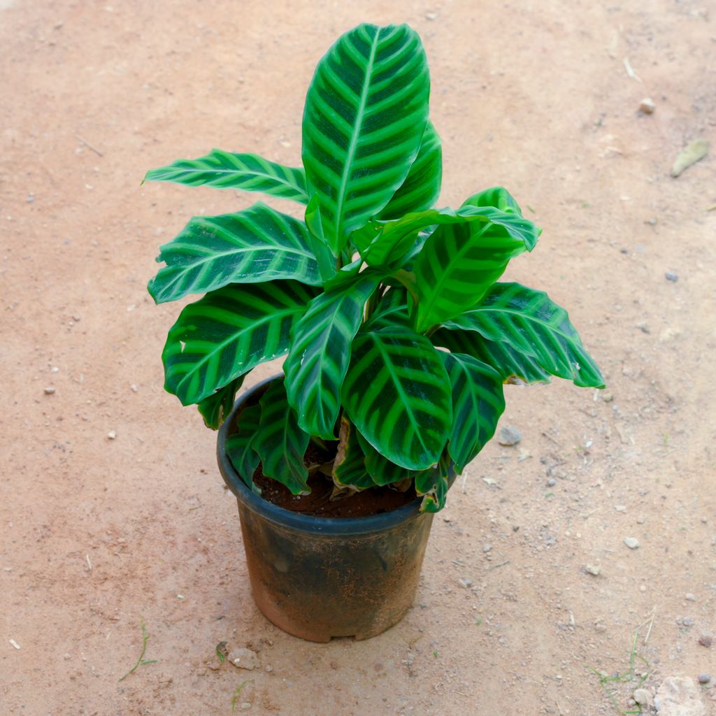 Calathea Maranta / Zebrina in 10 Inch Nursery Pot