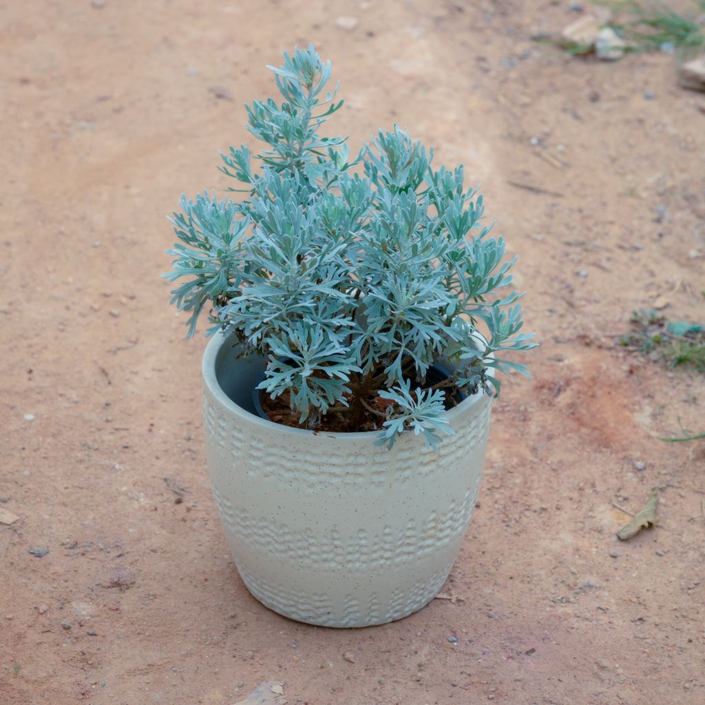 Lavender in 6 Inch White Cup Designer Ceramic Pot (Any Design)