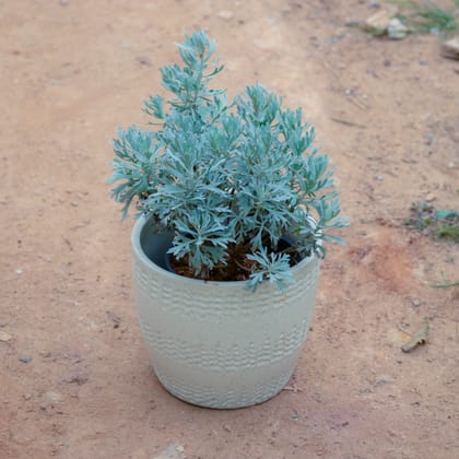 Buy Lavender in 6 Inch White Cup Designer Ceramic Pot (Any Design) Online | Urvann.com