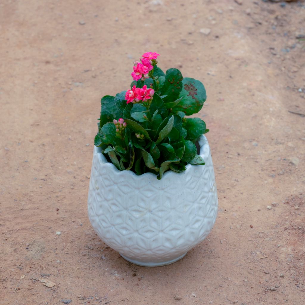 Kalanchoe Succulent (Any Colour) in 6 Inch White Flower Designer Ceramic Pot (Any Design)