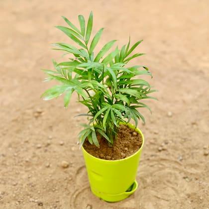 Buy Chamandorea Plam in 4 Inch Green Florence Self Watering Pot Online | Urvann.com