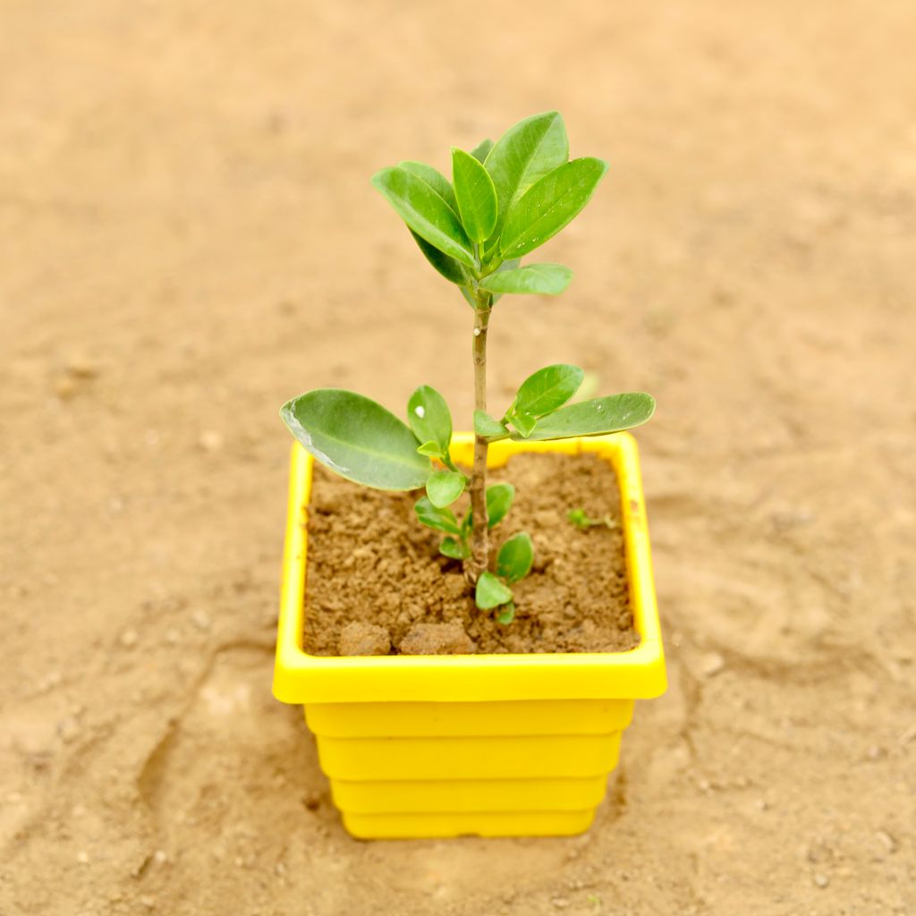 Ficus Green in 4 Inch Yellow Premium Orchid Square Plastic Pot