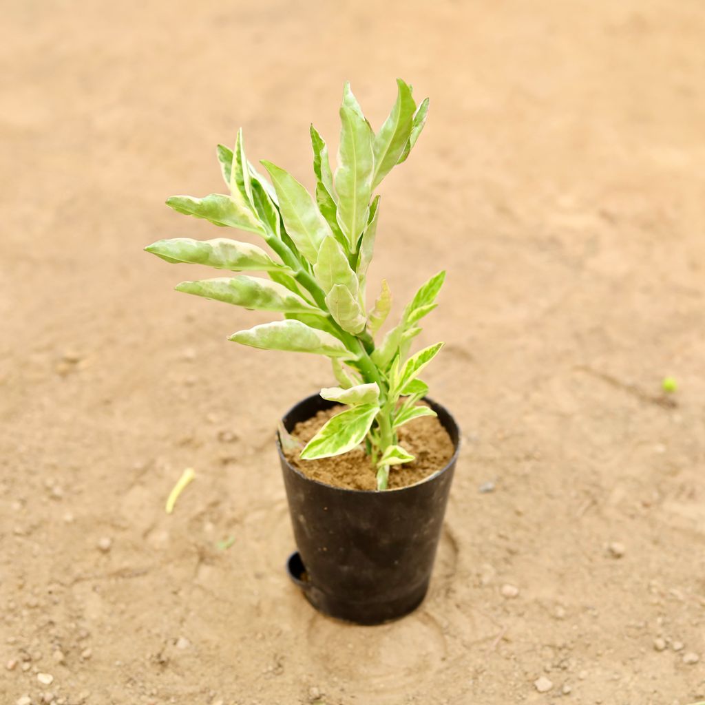 Pedilianthus / Devil'S Backbone Variegated in 4 Inch Black Florence Self Watering Pot