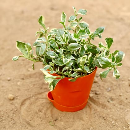 Buy Alternanthera White in 4 Inch Orange Florence Self Watering Pot Online | Urvann.com