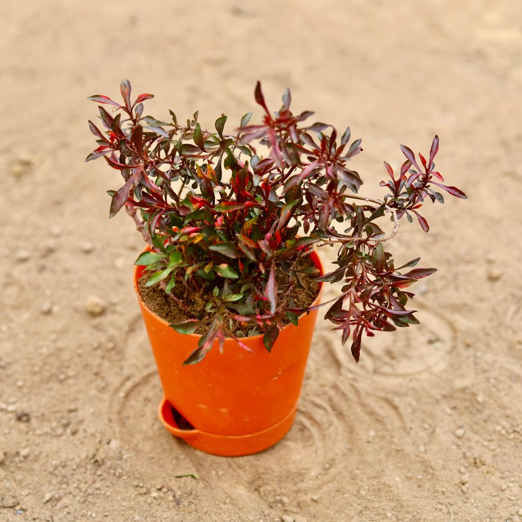 Alternanthera Red (Pune Variety) in 4 Inch Orange Florence Self Watering Pot