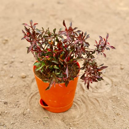 Buy Alternanthera Red (Pune Variety) in 4 Inch Orange Florence Self Watering Pot Online | Urvann.com