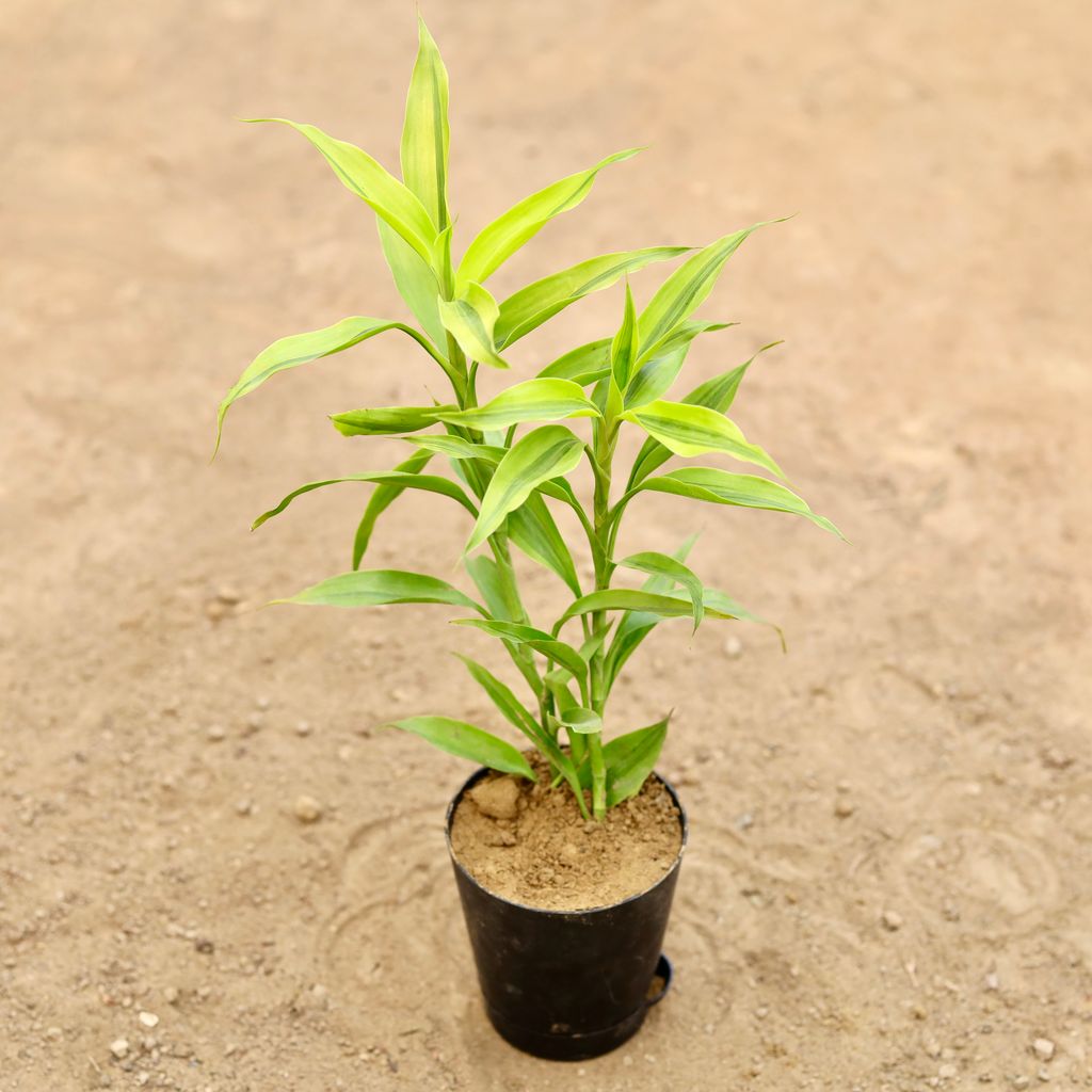 Lucky Bamboo in 4 Inch Black Florence Self Watering Pot