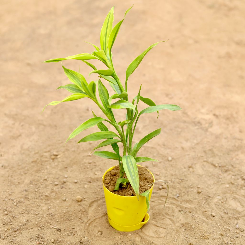 Lucky Bamboo in 4 Inch Yellow Florence Self Watering Pot