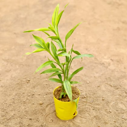 Buy Lucky Bamboo in 4 Inch Yellow Florence Self Watering Pot Online | Urvann.com