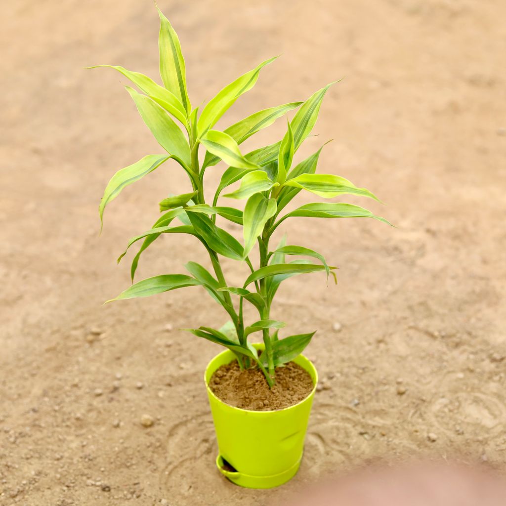 Lucky Bamboo in 4 Inch Green Florence Self Watering Pot