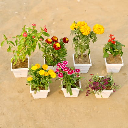 Winter Seasonals Steal - Set of 7 - Periwinkle / Vinca / Sadabahar, Marigold / Genda Jafri, Marigold, Salvia, calendula, Dianthus & Alyssum (any colour) in 4 Inch White Marble Premium Orchid Square Plastic Pot