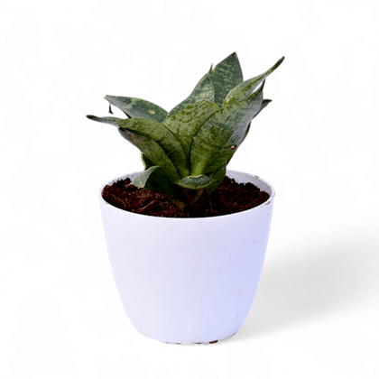 Snake Green in 4 Inch White Premium Orchid Round Plastic Pot