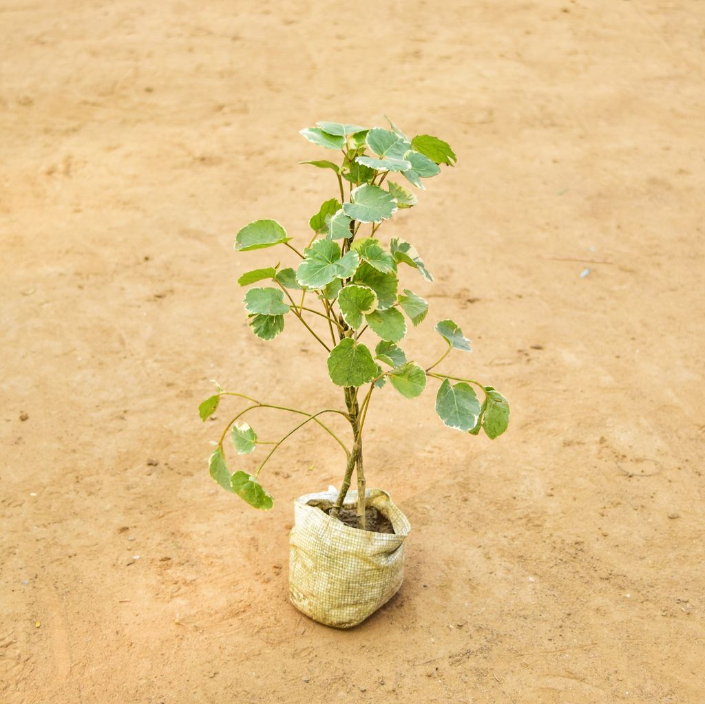 Aralia apple leaf in 4 Inch Nursery Bag